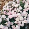 Rosier Ancien Gloire Des Polyanthas -Promesse de Fleurs Magasin Rosier Ancien Gloire des Polyanthas 71238 1