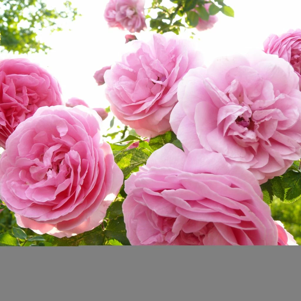 Rosier Ancien Louise Odier 3 Rosier Ancien Louise Odier