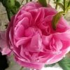 Rosier Ancien Fantin Latour -Promesse de Fleurs Magasin Rosier Fantin Latour 82278 1