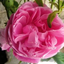 Rosier Ancien Fantin Latour