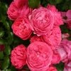 Rosier Patio Rose Moin Moin -Promesse de Fleurs Magasin Rosier PATIO ROSE Moin Moin 888980 1