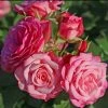 Rosier Patio Rose Xenia -Promesse de Fleurs Magasin Rosier Patio Rose Xenia 16436 1