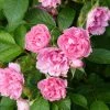 Rosier Ancien Pink Grootendorst -Promesse de Fleurs Magasin Rosier Pink Grootendorst copyright 712772 1