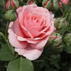 Rosier à Grandes Fleurs Elaine Paige