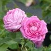 Rosier Ancien Mrs John Laing 2 Rosier Ancien Mrs John Laing -Promesse de Fleurs Magasin Rosier ancien Mrs John Laing 84559 1