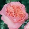 Rosier Anglais English Legend Rose De Cornouaille 2 Rosier Anglais English Legend Rose De Cornouaille -Promesse de Fleurs Magasin Rosier anglais English Legend Rose de Cornouaille source Chastel pepiniere 15422 1