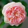 Rosier David Austin Gentle Hermione -Promesse de Fleurs Magasin Rosier anglais Gentle Hermione 66538 1