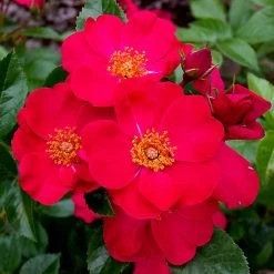 Rosier Couvre-sol Pink Flash