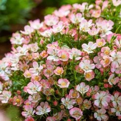 Rosier Miniature Cutie Pie