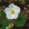 Rubus Tridel Benenden - Ronce D'ornement. -Promesse de Fleurs Magasin Rubus Benenden 84295 1
