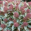 Skimmia Japonica Magic Marlot 1 Skimmia Japonica Magic Marlot -Promesse de Fleurs Magasin SKIMMIA JAPONICA MAGIC MARLO 7859 1
