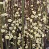 Salix Caprea Kilmarnock - Saule Marsault Pleureur. 2 Salix Caprea Kilmarnock - Saule Marsault Pleureur. -Promesse de Fleurs Magasin Salix caprea Kilmarnock 84299 1