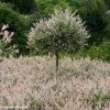 Saule Crevette - Salix Integra Flamingo -Promesse de Fleurs Magasin Salix integra Flamingo copyright Plantipp D.Slingerland 1002092 P