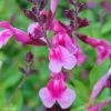 Sauge Arbustive Icing Sugar - Salvia Greggii 1 Sauge Arbustive Icing Sugar - Salvia Greggii -Promesse de Fleurs Magasin Salvia greggii Icing Sugar 79018 1