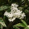 Sureau Noir - Sambucus Nigra Madonna 1 Sureau Noir - Sambucus Nigra Madonna -Promesse de Fleurs Magasin Sambucus nigra Madonna 7969 1