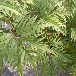 Sureau à Grappes - Sambucus Racemosa Sutherland Gold