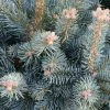 Sapin Subalpin - Abies Lasiocarpa Compacta -Promesse de Fleurs Magasin Sapin subalpin Abies lasiocarpa Compacta IF 19054 1