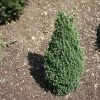 Epinette Blanche - Picea Glauca Piccolo 2 Epinette Blanche - Picea Glauca Piccolo -Promesse de Fleurs Magasin Sapinette blanche Epinette blanche Picea glauca Piccolo V 1003221 1