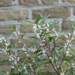 Sarcococca Hookeriana Purple Stem