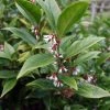 Sarcococca Orientalis - Sarcocoque D'Orient -Promesse de Fleurs Magasin Sarcococca orientalis 82225 1