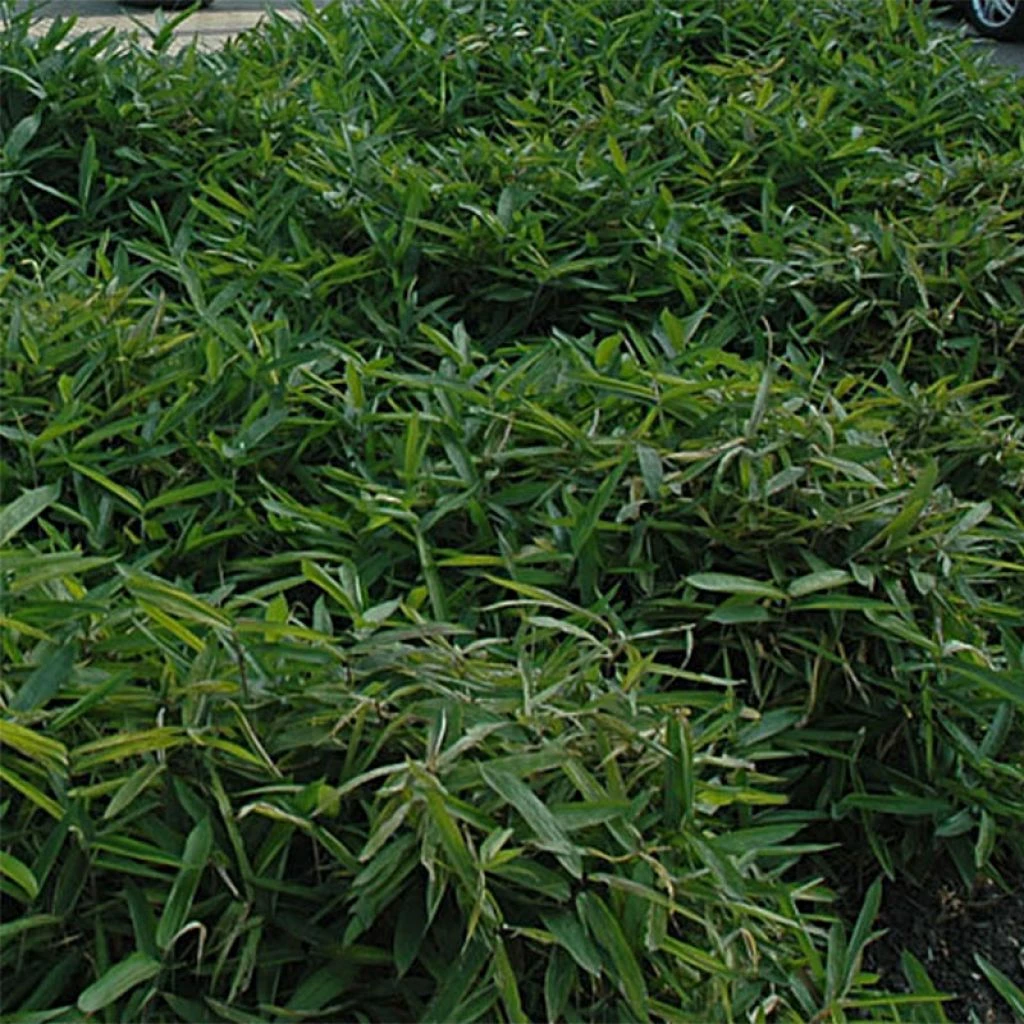 Sasa Tsuboiana - Bambou Nain 3 Sasa Tsuboiana - Bambou Nain