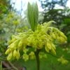 Sassafras Albidum - Laurier Des Iroquois -Promesse de Fleurs Magasin Sassafras albidum 81308 2