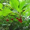 Schisandra Chinensis - Baie Aux 5 Saveurs 2 Schisandra Chinensis - Baie Aux 5 Saveurs -Promesse de Fleurs Magasin Schisandra chinensis 78361 1