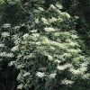 Schizophragma Fauriei -Promesse de Fleurs Magasin Schizophragma fauriei 0810002 1