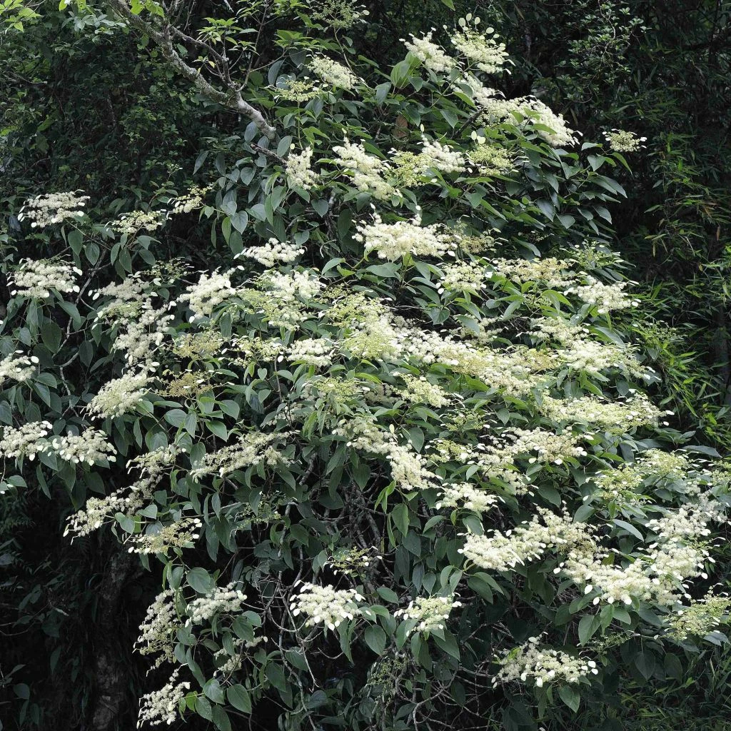Schizophragma Fauriei 3 Schizophragma Fauriei