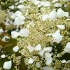 Schizophragma Hydrangeoides Snow Sensation - Faux Hortensia Grimpant 1 Schizophragma Hydrangeoides Snow Sensation - Faux Hortensia Grimpant -Promesse de Fleurs Magasin Schizophragma hydrangeoides Snow Sensation Faux hortensia grimpant copyright 18309 1