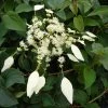 Schizophragma Hydrangeoides Windmills -Promesse de Fleurs Magasin Schizophragma hydrangeoides Windmills 83534 1