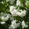 Seringat Minnesota Snowflake - Philadelphus Virginalis -Promesse de Fleurs Magasin Seringat Minnesota Snowflake Philadelphus virginalis copyright 1007542 2