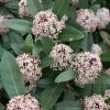 Skimmia Japonica Godrie's Dwarf - Skimmia Du Japon Nain 2 Skimmia Japonica Godrie's Dwarf - Skimmia Du Japon Nain -Promesse de Fleurs Magasin Skimmia japonica Godrie s Dwarf copyright 873451 1