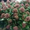 Skimmia Japonica Pink Dwarf 2 Skimmia Japonica Pink Dwarf -Promesse de Fleurs Magasin Skimmia japonica Pink Dwarf 100857 1