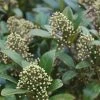 Skimmia Japonica Kew Green 2 Skimmia Japonica Kew Green -Promesse de Fleurs Magasin Skimmia kew green ld TheJRB 7844 1