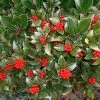 Skimmia Reevesiana 2 Skimmia Reevesiana -Promesse de Fleurs Magasin Skimmia reevesiana 781805 1