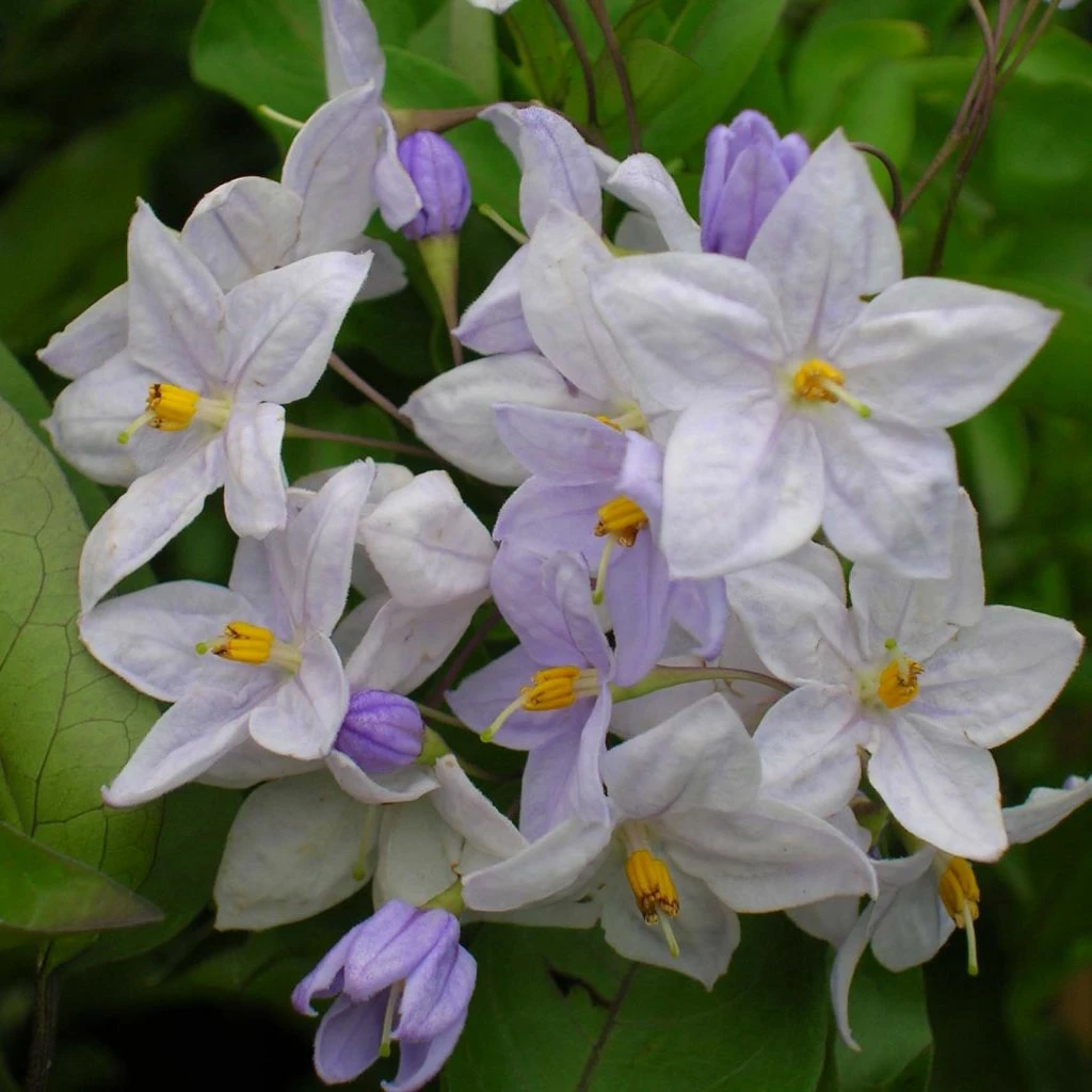 Solanum Jasminoides Bleu - Morelle Faux-jasmin 3 Solanum Jasminoides Bleu - Morelle Faux-jasmin