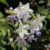Solanum Jasminoides - Morelle Faux Jasmin -Promesse de Fleurs Magasin Solanum jasminoides Morelle faux jasmin copyright 182781 1