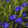 Sollya Heterophylla Ultra Blue -Promesse de Fleurs Magasin Sollya heterophylla Ultra Blue 15427 1