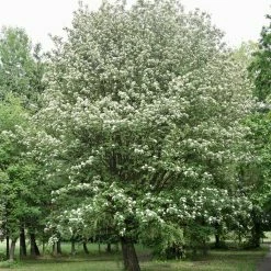 Sorbier, Alisier - Sorbus Intermedia Brouwers