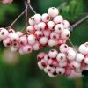 Sorbier - Sorbus Arnoldiana Pink Veil -Promesse de Fleurs Magasin Sorbier Sorbus Pink Veil IF 17946 1