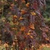 Sorbus Aucuparia Autumn Spire - Sorbier Des Oiseleurs -Promesse de Fleurs Magasin Sorbus aucuparia Autumn Spire 89243 1