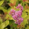 Spirée Japonaise - Spiraea Japonica Pink & Gold -Promesse de Fleurs Magasin Spiraea japonica spiree Pink and Gold copyright 1008631 1