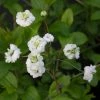 Spiraea Prunifolia Plena - Spirée Blanche -Promesse de Fleurs Magasin Spiraea prunifolia Plena 86225 1