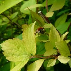 Spiraea Vanhouttei Gold Fountain - Spirée De Van Houtte Dorée