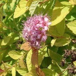 Spirée Japonaise Golden Princess - Spiraea Japonica