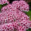 Spirée Japonaise Sparkling Champagne - Spiraea Japonica 1 Spirée Japonaise Sparkling Champagne - Spiraea Japonica -Promesse de Fleurs Magasin Spiree japonaise Sparkling Champagne 84329 2