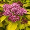Spirée Japonaise - Spiraea Japonica Double Play Big Bang 2 Spirée Japonaise - Spiraea Japonica Double Play Big Bang -Promesse de Fleurs Magasin Spiree japonaise spiraea japonica double play big bang copyright 1008611 1