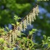 Stachyurus Praecox -Promesse de Fleurs Magasin Stachyurus praecox 89264 1