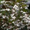 Styrax Japonica Evening Light - Styrax Japonais